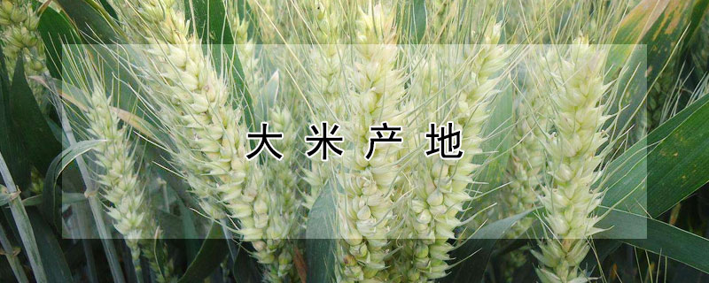 大米產(chǎn)地