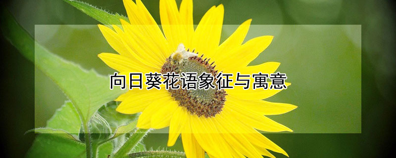 向日葵花語象征與寓意