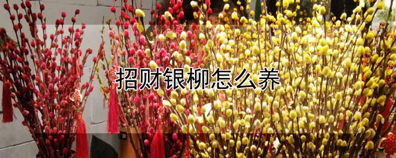 招財銀柳怎么養