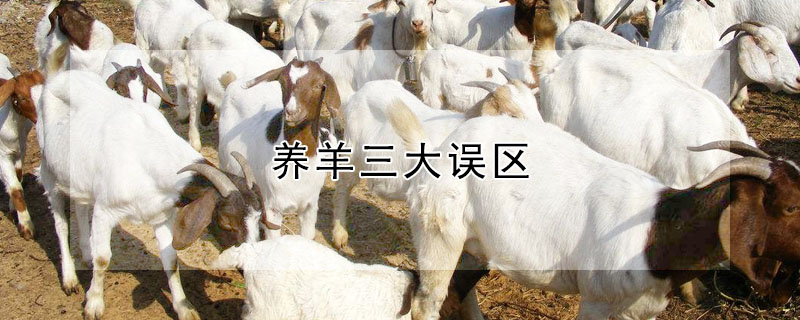 養(yǎng)羊三大誤區(qū)