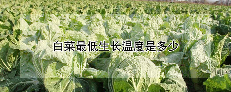 白菜最低生長(zhǎng)溫度是多少