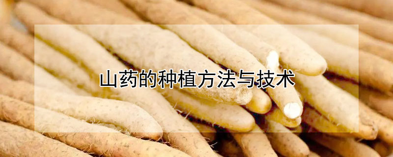 山藥的種植方法與技術