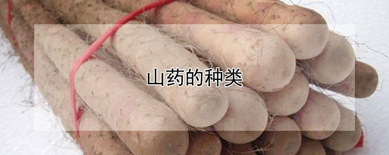 山藥的種類