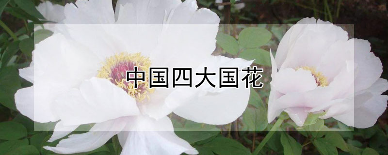 中國四大國花