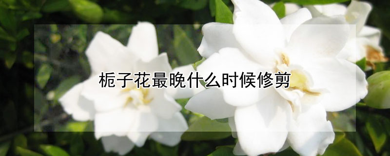梔子花最晚什么時(shí)候修剪
