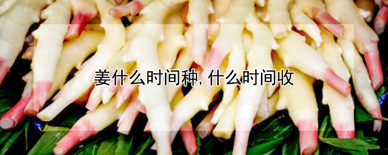 姜什么時間種,什么時間收