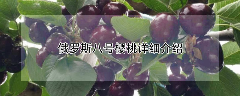 俄羅斯八號櫻桃詳細介紹
