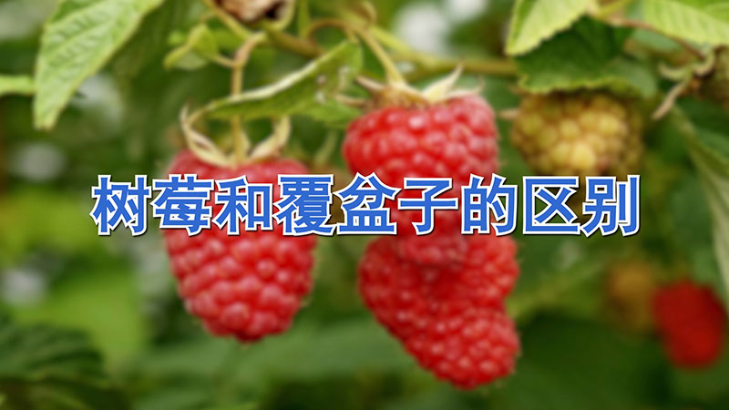 樹莓和覆盆子的區別