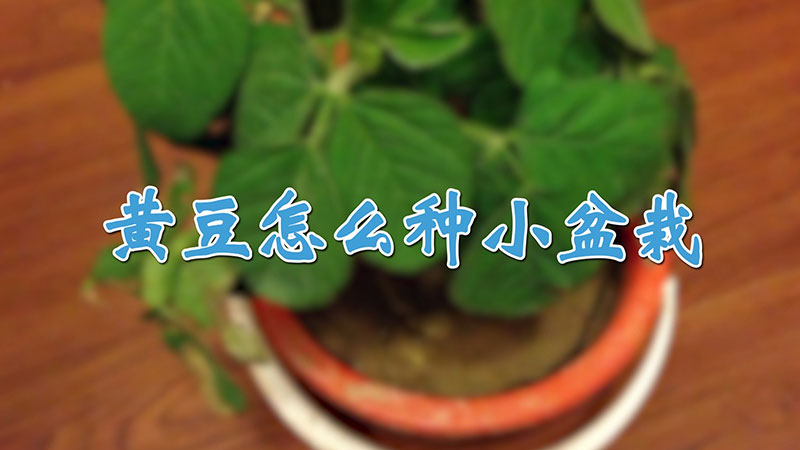 黃豆怎么種小盆栽