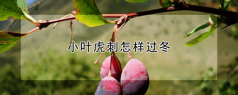 小葉虎刺怎樣過冬