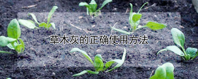 草木灰的正確使用方法