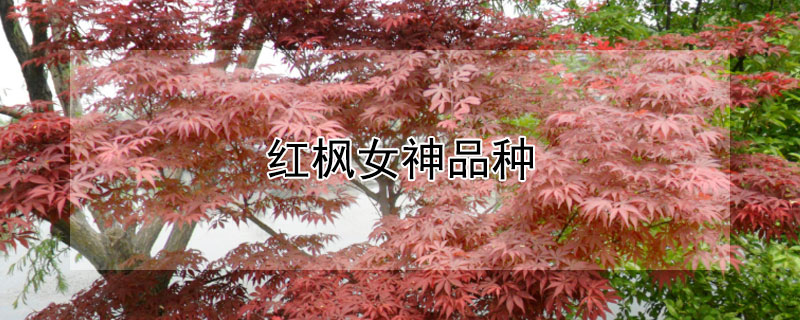 紅楓女神品種