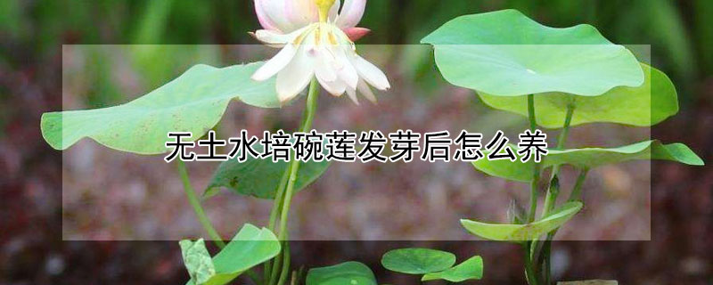 無(wú)土水培碗蓮發(fā)芽后怎么養(yǎng)