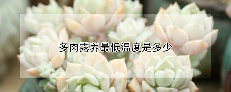 多肉露養(yǎng)最低溫度是多少