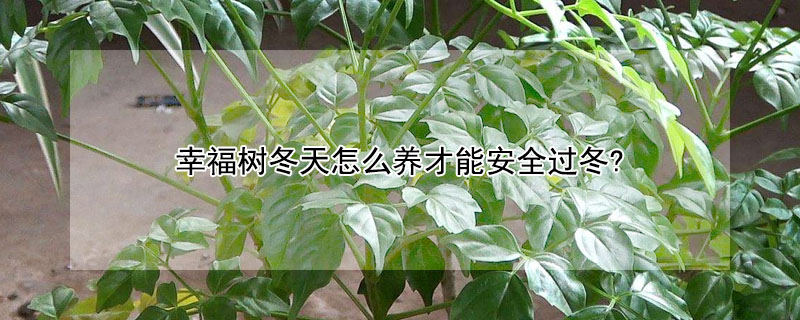 幸福樹冬天怎么養(yǎng)才能安全過冬?