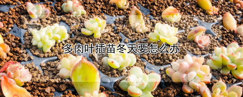 多肉葉插苗冬天要怎么辦