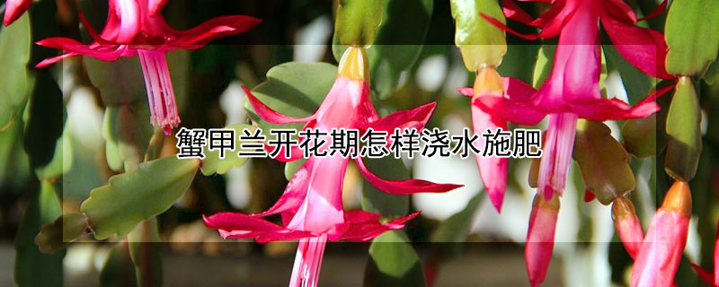 蟹甲蘭開(kāi)花期怎樣澆水施肥