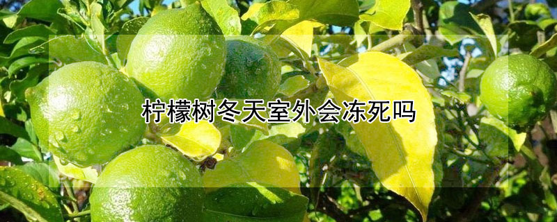 檸檬樹(shù)冬天室外會(huì)凍死嗎