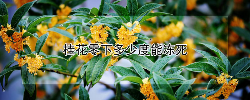 桂花零下多少度能凍死