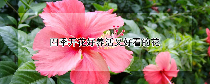 四季開花好養活又好看的花