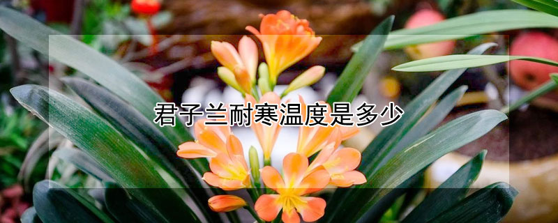 君子蘭耐寒溫度是多少