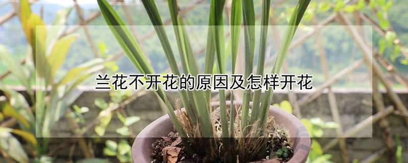 蘭花不開花的原因及怎樣開花