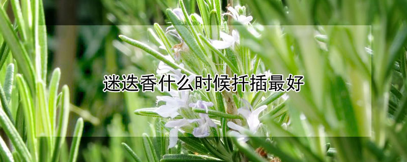 迷迭香什么時候扦插最好