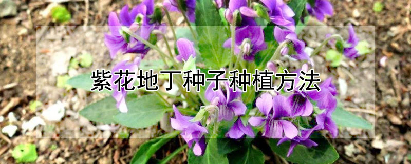 紫花地丁種子種植方法