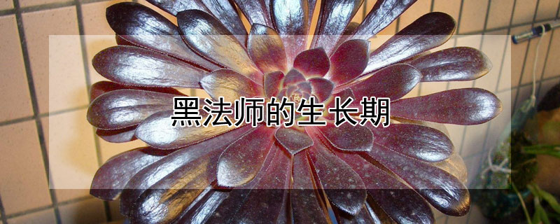 黑法師的生長(zhǎng)期