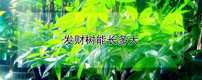 發財樹能長多大