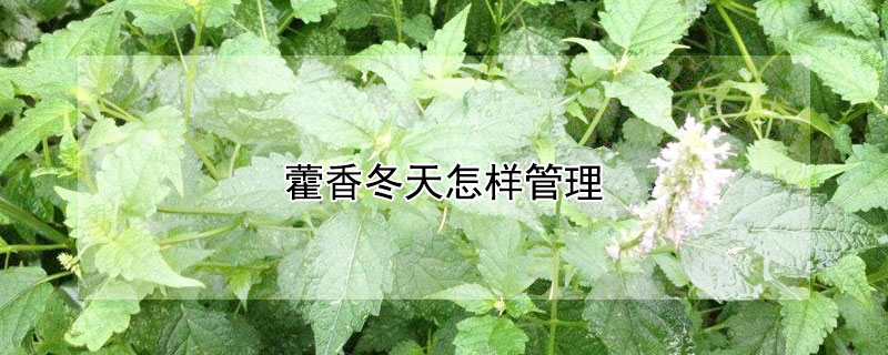 藿香冬天怎樣管理