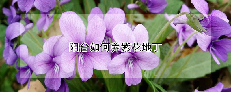 陽臺如何養紫花地丁