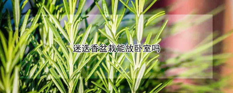 迷迭香盆栽能放臥室嗎