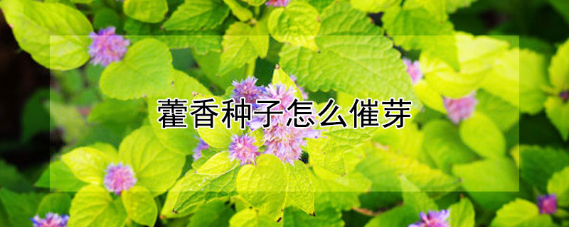 藿香種子怎么催芽