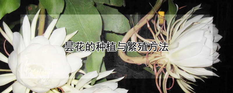 曇花的種植與繁殖方法