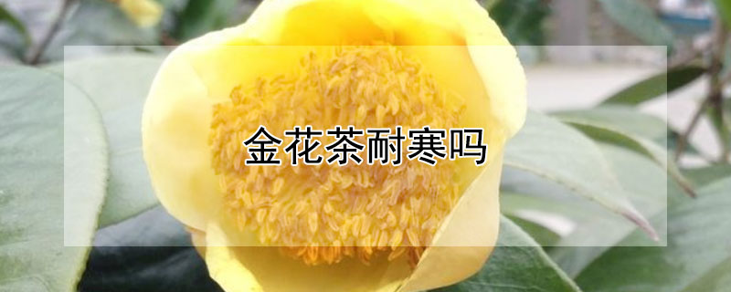 金花茶耐寒嗎