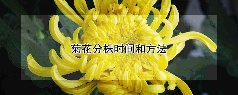 菊花分株時(shí)間和方法