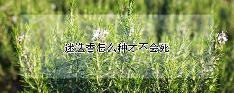 迷迭香怎么種才不會死