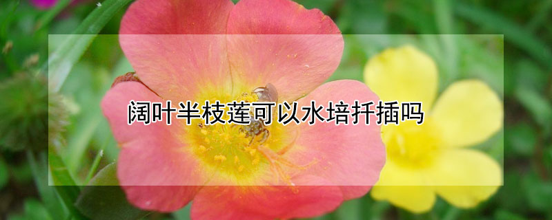 闊葉半枝蓮可以水培扦插嗎