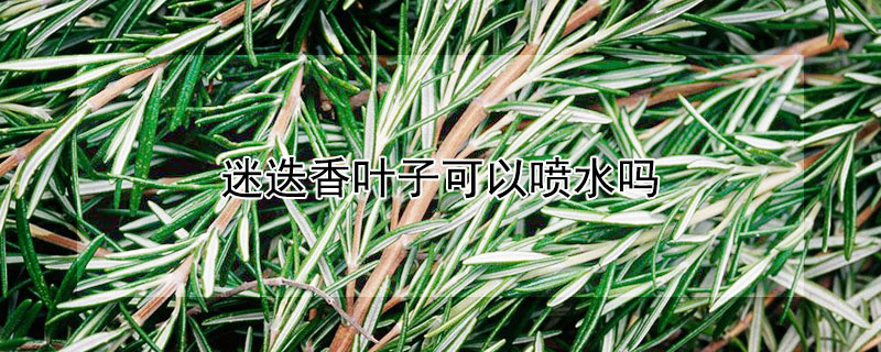 迷迭香葉子可以噴水嗎
