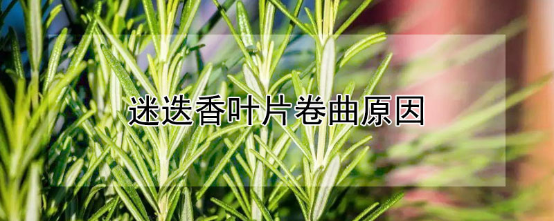 迷迭香葉片卷曲原因