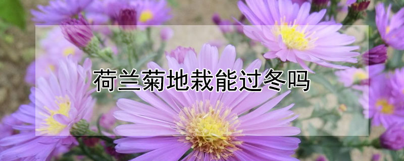 荷蘭菊地栽能過(guò)冬嗎