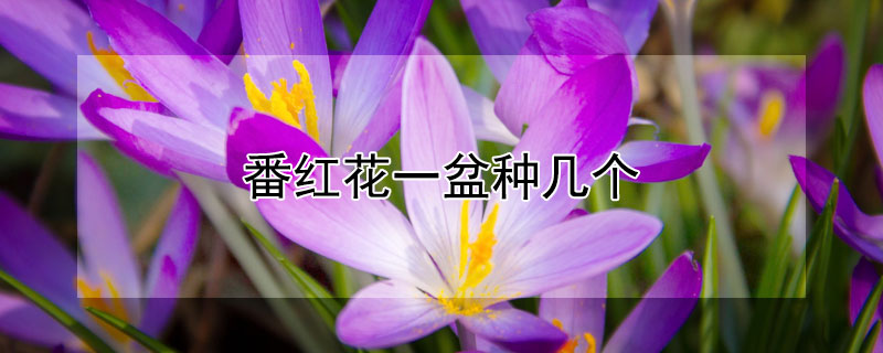 番紅花一盆種幾個