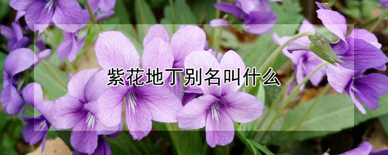 紫花地丁別名叫什么