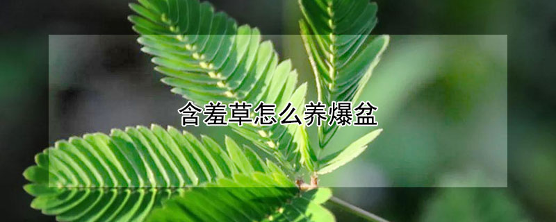 含羞草怎么養(yǎng)爆盆