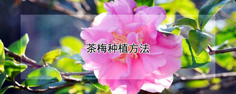 茶梅種植方法