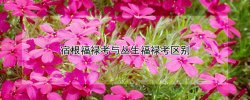 宿根福祿考與叢生福祿考區別