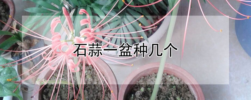 石蒜一盆種幾個