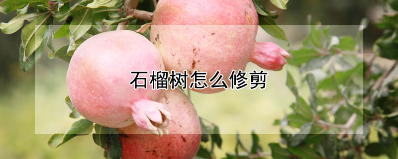 石榴樹怎么修剪