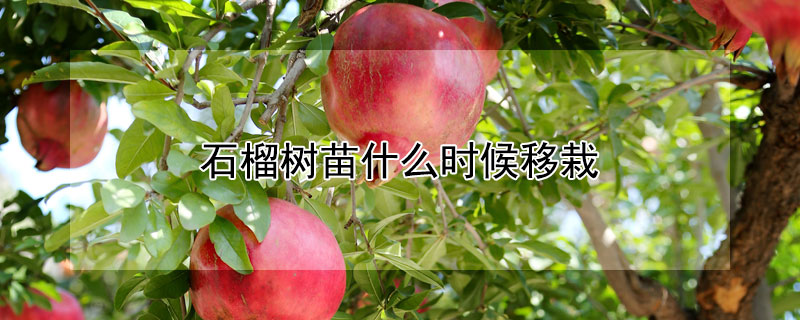 石榴樹苗什么時候移栽